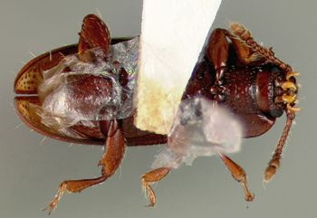 Media type: image;   Entomology 32598 Aspect: habitus ventral view